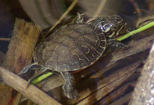 Western Painted Turtle Hatchling