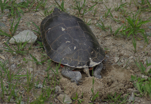 Western Painted Turtle egg laying