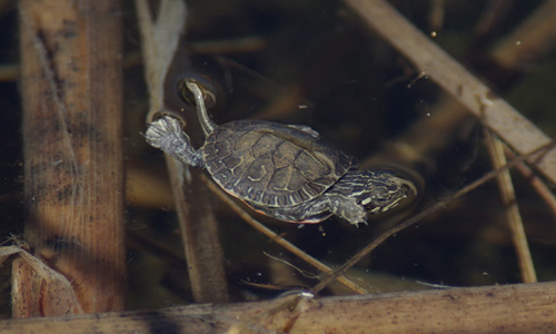 Western Painted Turtle Hatchling - First swim